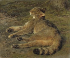 Wilde Kat, 1850