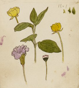 Studie van bloemen - boterbloem en madeliefje door Rosa Brett