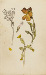 Studie van bloemen, muurbloem en sleutelbloem