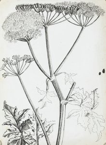 Fluitenkruid
