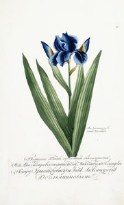 Iris Germanica, 1797-1803 door Russian School