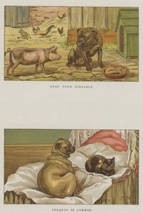 Humoristische honden