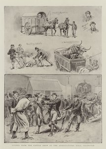 Scènes van de veeshow in de Agricultural Hall, Islington