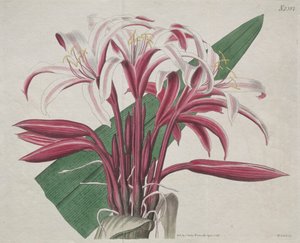 Het Botanische Tijdschrift of Bloementuin Getoond: Statige Crinum door S. Curtis