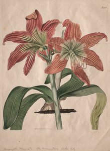 Het Botanische Tijdschrift of Bloementuin Getoond: Het Bergmeer Lelie door S. Curtis