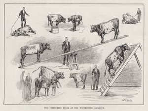 De optredende stieren in het Westminster Aquarium (gravure) door S. T. Dadd
