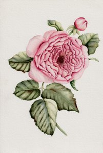 Botanisch roze roos door Salome