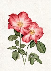 Roze rozen door Salome