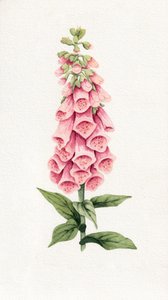Delicate roze vingerhoedskruid door Salome