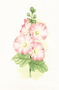 Roze stokrozen in aquarel door Salome