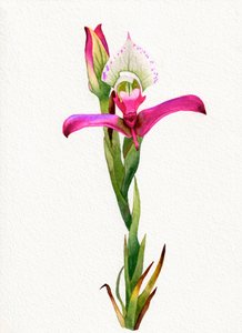Roze orchidee in bloei door Salome