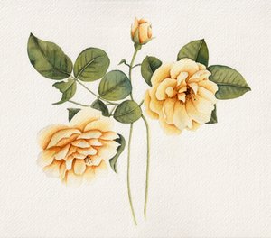 Zachtgele rozen door Salome