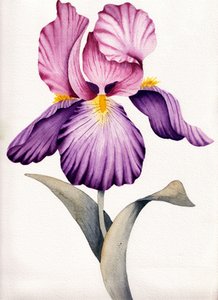 Levendige paarse iris door Salome