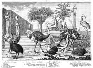 Struisvogel, kasuaris, stekelvarken door Salomon Kleiner