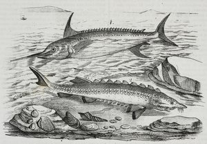 1 Zwaardvis (Xiphias gladius), 2 Steur (Acipenser sturio), lithografie uit Poliorama Pittoresco, nr. 10, 16 oktober door Salvatore Puglia