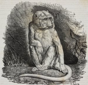 Albino-aap in Jardin des Plantes, botanische tuin van Parijs, Frankrijk, lithografie door Salvatore Puglia uit Poliorama Pittoresco, nr. 23, 14 januari