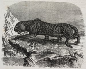 Zwarte Panter in Jardin des Plantes, botanische tuin van Parijs, Frankrijk, lithografie uit Poliorama Pittoresco, nr. 26, 4 februari