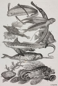Zeewezens: 1 Dattiloftera, 2 Syngnathus, 3 Pegasus, 4 Trachypterus, 5 Chaetodon, 6 Konijnvis, 7 Eenhoorn (narwal), 8 Vliegende Pteroids, 9 Attinia