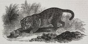 Sumatraanse kat, lithografie door Salvatore Puglia uit Poliorama Pittoresco, nr. 47, 1 juli