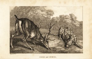 Ontmoeting tussen een hert, Cervus elaphus, en een sneeuwluipaard, Panthera uncia door Samuel (after) Howitt