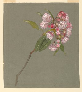 Een Tak van Berglaurier met Bladeren en Bloesems door Samuel Colman