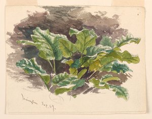 Botanische studie door Samuel Colman