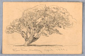 Tekening, Studies. Bomen, Santa Barbara, Californië, 1888 door Samuel Colman