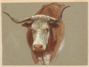 Hoofd van een koe of os door Samuel Colman