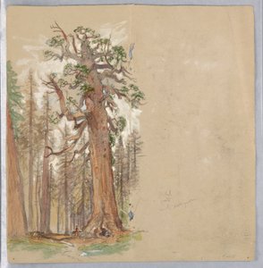 Eik en groenblijvende plant door Samuel Colman