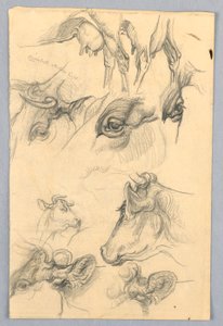Studies van Koeien