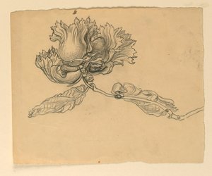 Studie voor illustratie: Hazelnoten