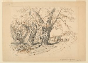 Studie voor De cipressen van Montezuma, Park van Chapultepec, Mexico door Samuel Colman