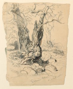 Studie van esdoorn