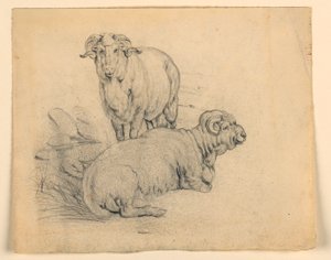Studie van twee rammen