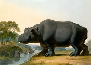Het Nijlpaard, 1804