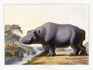 Het nijlpaard, 1804 door Samuel Daniell