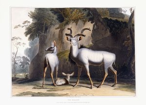 De Koodoo, 1804 door Samuel Daniell
