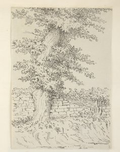 Een iepboom in Bedminster door Samuel Hieronymous Grimm