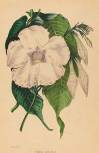 Echites splendens door Samuel Holden