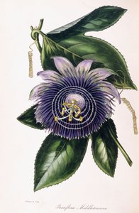 Passiflora Middletoniana, ca. 1834-1849