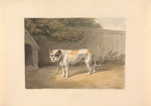 Een bulldog door Samuel Howitt