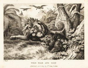 Een leeuw en een wild zwijn vechten terwijl gieren erboven cirkelen. 1811 door Samuel Howitt