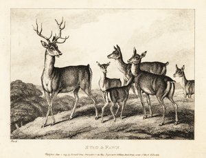 Een hert met hinden en kalveren. Hert en kalf. 1811 (ets)