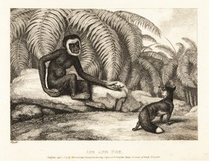 Een staartloze aap vraagt een vos om een deel van zijn staart. Aap en vos. 1811 (ets) door Samuel Howitt