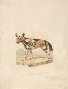 Abyssinische hond