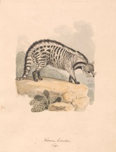Afrikaanse civetkat door Samuel Howitt