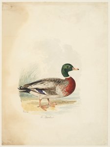 Eend - Anas boschas, ca. 1813-22