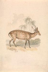 Hog Deer door Samuel Howitt