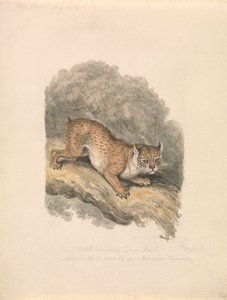 Noord-Amerikaanse lynx