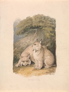 De Canadese Lynx uit het Leven